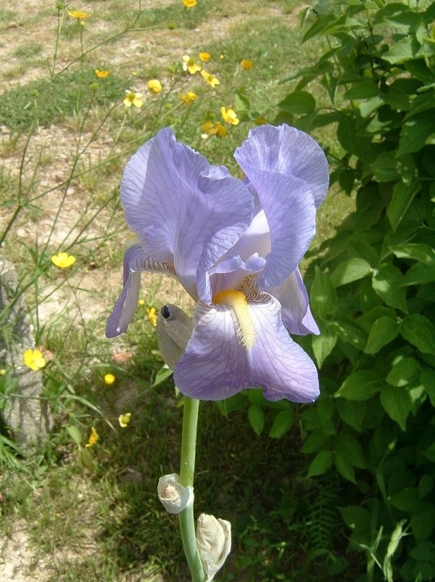 Iris