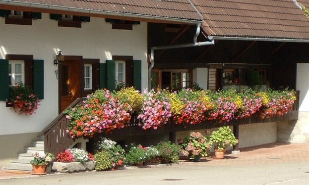 Blumenpracht