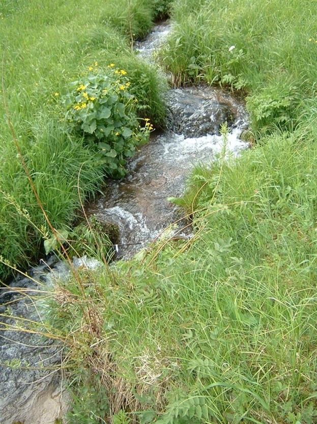 B�chli zu Ried