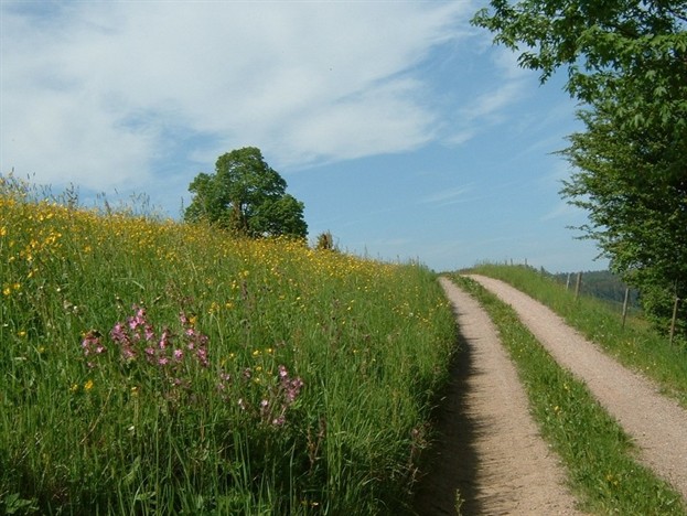 Feldweg bei Raich