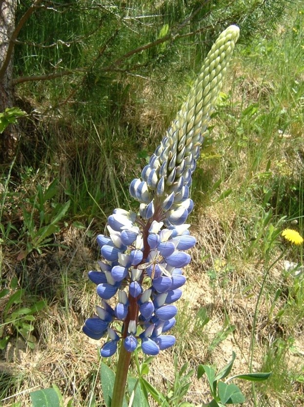 Lupine